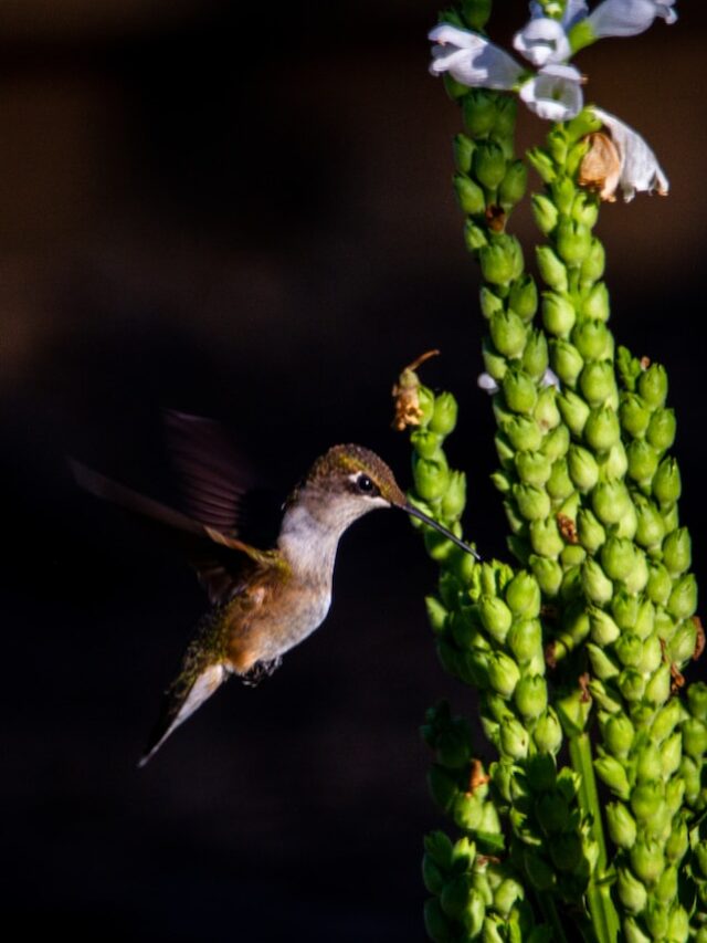 9 Best Flowers To Attract Hummingbirds To Your Garden