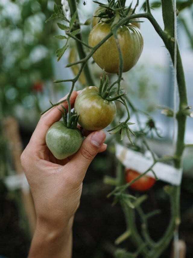 8 Best Vegetables To Plant In Winter