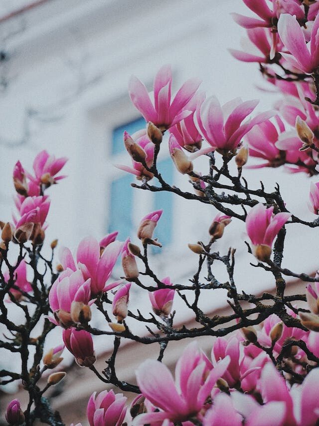 9 Magnolia Flowers Types Every Southerner Should Know