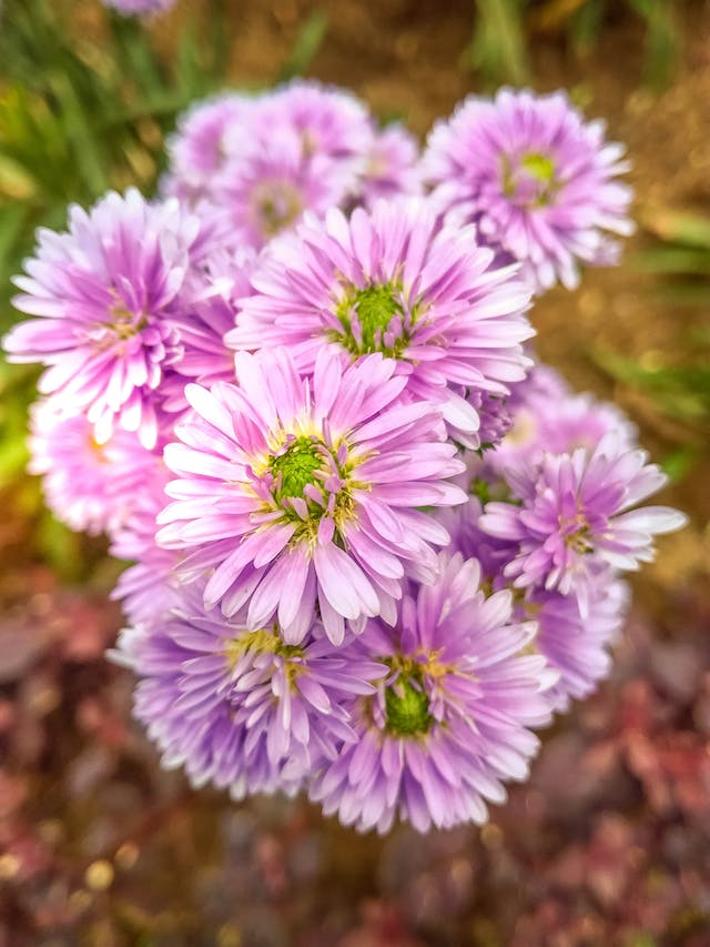 8 Fall Plants Perfect For Pots